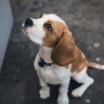 Best beagle puppy food