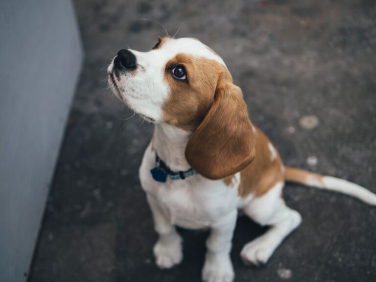 Best beagle puppy food