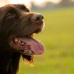 dog dehydration breathing fast