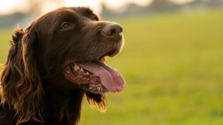 dog dehydration breathing fast