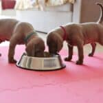 dog food for beagle puppies