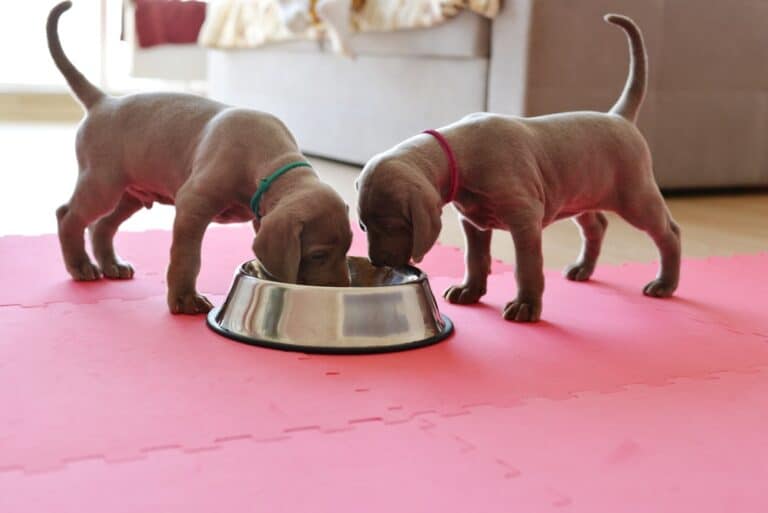 dog food for beagle puppies
