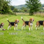 beagle size by age